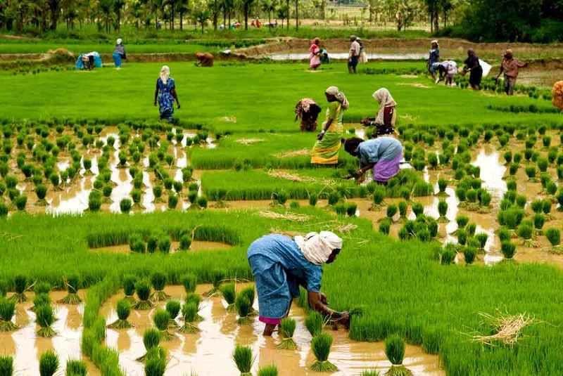 راهکار کشاورزی هند برای مقابله با تغییرات آب و هوا/ تغییر اقلیم چه محصولاتی را کاهش یا افزایش می‌دهد؟