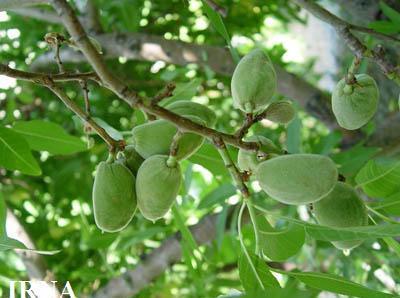 مبارزه غیر شیمیایی با آفات در کرمان توسعه می یابد