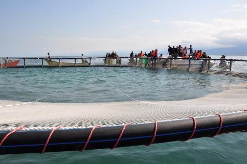 8000 تن ماهی در قفس و پن تولید خواهد شد