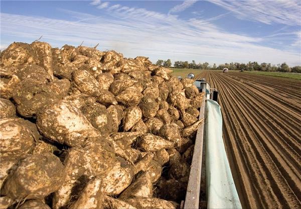 30 هزار هکتار از اراضی آذربایجان‌غربی زیر کشت چغندر قند قرار گرفته است