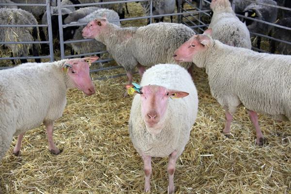 جهاد کشاورزی فیروزکوه ، پیشرو در اصلاح نژاد دام استان