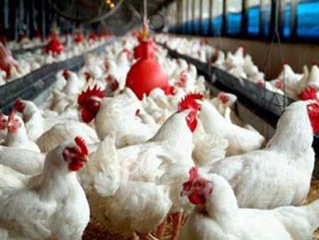 افزایش قیمت مرغ به ضرر تولیدکنندگان است
