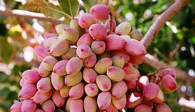 آراسته شدن پسته در سبزه زارهای جنوب استان