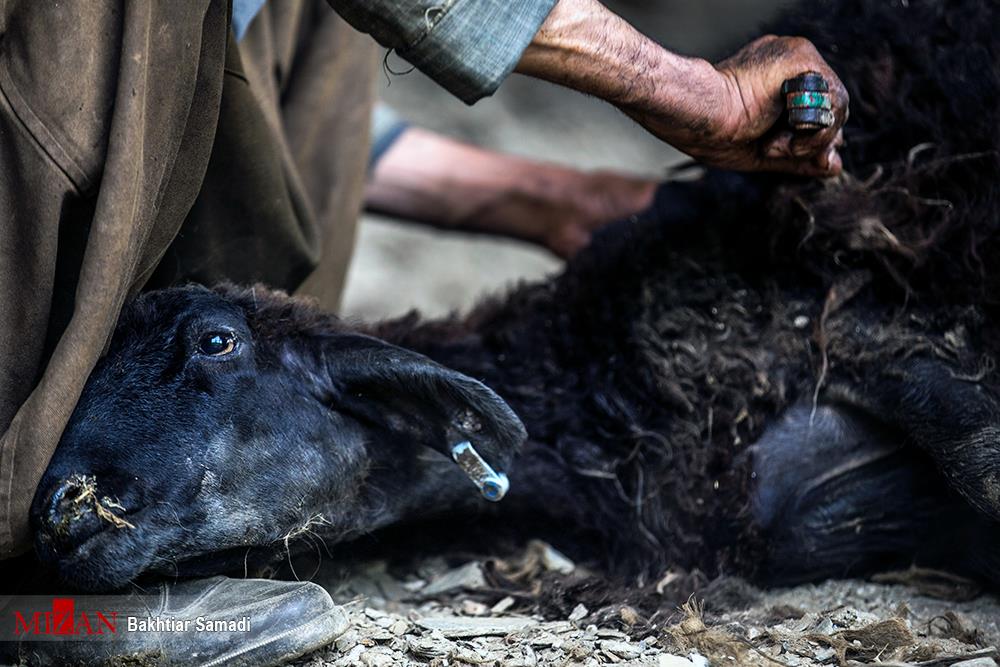 خطر شیوع تب کریمه کنگو و انتقال هپاتیت از دام/ سلامت گوسفندان محلی تضمین نمی‌شود