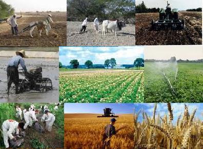 فعالیت بیش از 15 هزار تشکل در بخش کشاورزی