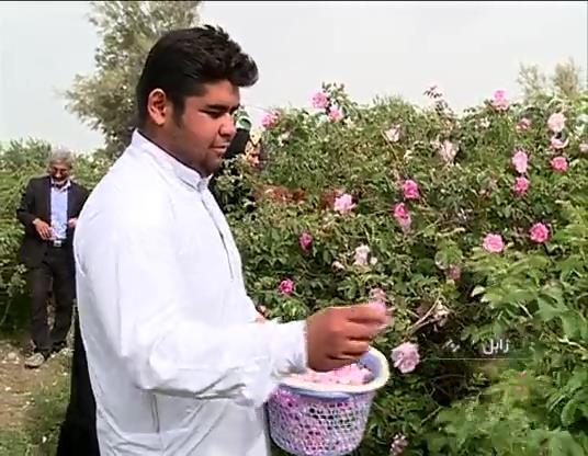 کشت گل وتولید گلاب در زابل + فیلم