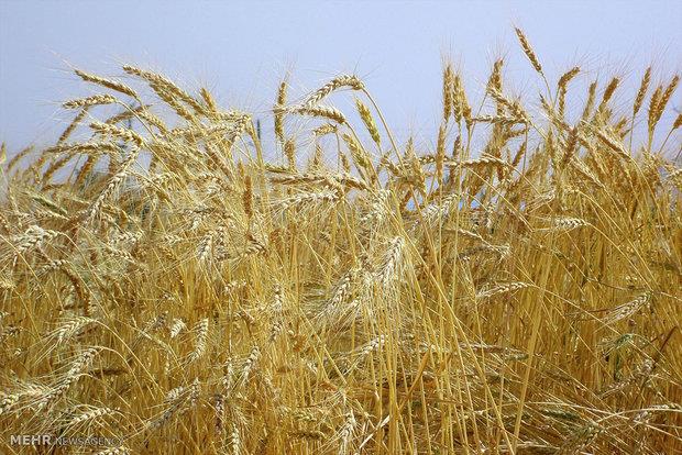 خرید گندم مازاد بر نیاز کشاورزان افزایش یافت