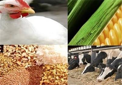 50 درصد انرژی مردم از طریق واردات تامین میشود