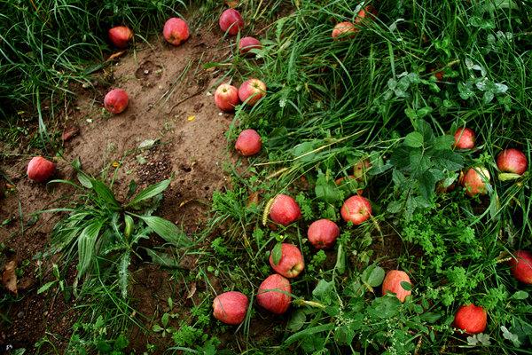 آلودگی۱۰۰۰هکتار از باغات کردستان به آفت مگس میوه مدیترانه ای