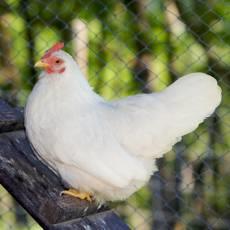 کاهش تولید مرغ، تصمیم جدید مرغداران/ قطع صادرات مرغ به کویت، تأثیر زیادی نداشت