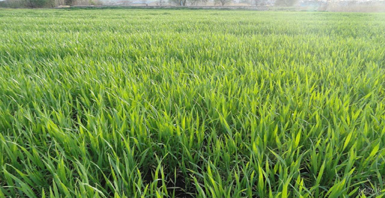 کشت قراردادی گندم در ۱۵ هزار هکتار از اراضی بوشهر