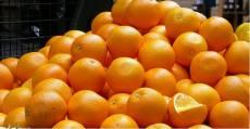 نشستن پرتقال آفریقای جنوبی، به جای پرتقال ایرانی در بازار کشورهای عربی/ صادرات محصولات کشاورزی در کارتن‌های کهنه موز!