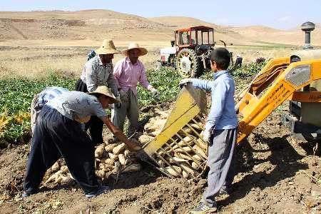 1.5 میلیون تن چغندر قند امسال از مزارع آذربایجان غربی برداشت می شود