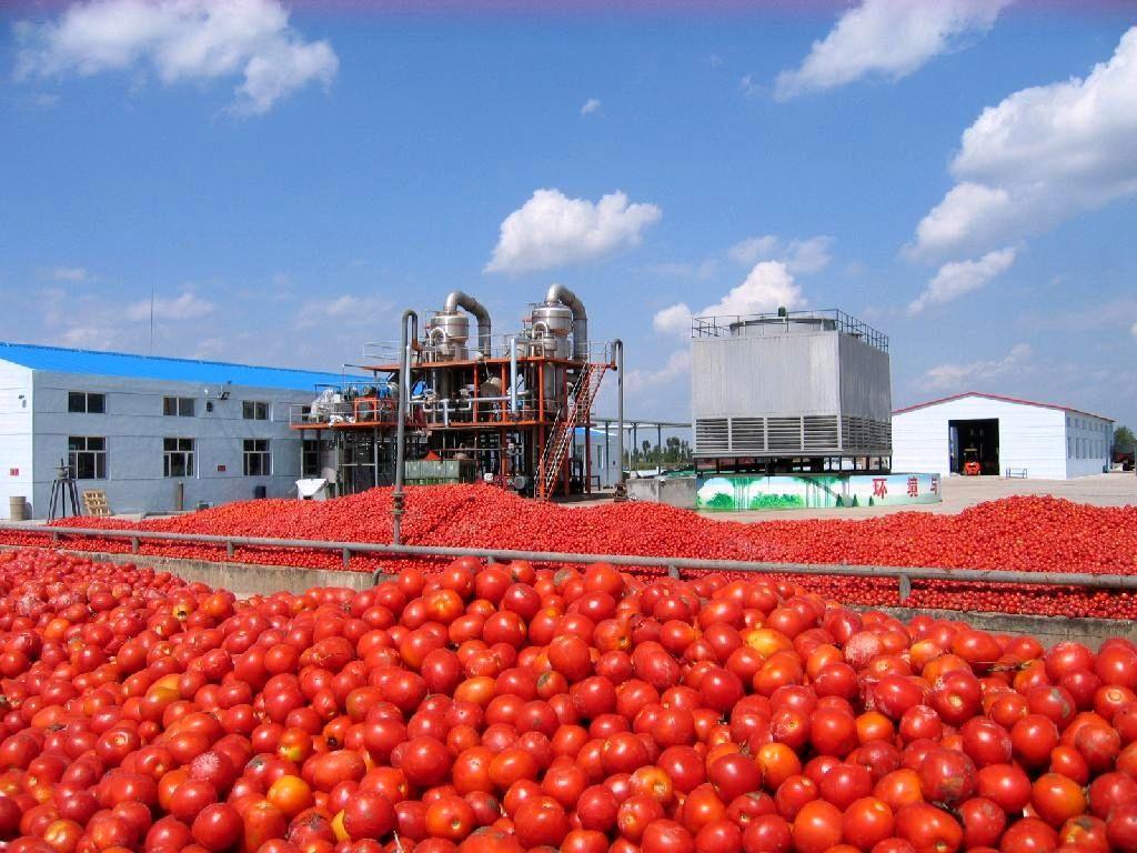 خرید گوجه‌فرنگی توسط کارخانه‌ها از این هفته شروع می‌شود/ هر کیلو گوجه‌فرنگی 250 تا 350 تومان