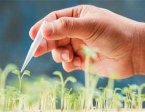 10 نکته اساسی درباره محصولات تراریخته