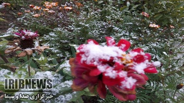 توصیه های کشاورزی به دلیل نوسانات دمایی در 2 روز آینده ، زنجان