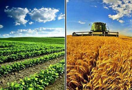 تولید محصولات راهبردی کشاورزی در سمنان 40 درصد افزایش یافت