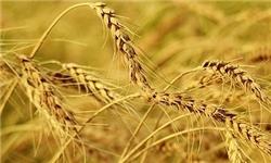 معرفی کشاورزان نمونه کشور در سال ۹۴ / کشاورز نمونه ۱۲.۸ تن گندم از هکتار برداشت کرد