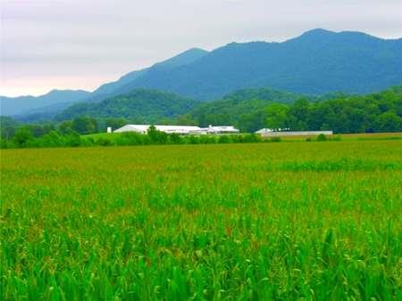 90درصدازشالیزارهای فریدونکنار به کشت مجدد ورتون اختصاص می یابد