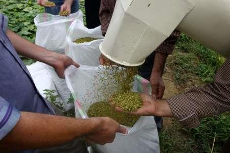 80 درصد محصول برنج شالیزارهای گیلان برداشت شد