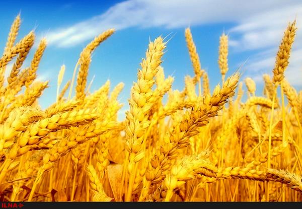 پرداخت مطالبات گندمکاران تا پایان مهر ماه/ یازده و نیم میلیون تن گندم خریداری شده است