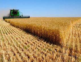 افزایش تولید گندم در سال زراعی جاری