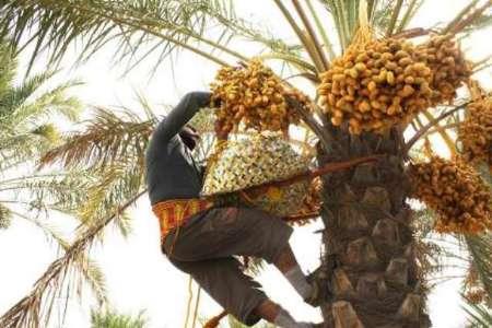 پیش بینی برداشت بیش از یک هزار تن خارک و رطب از نخلستان های مهر