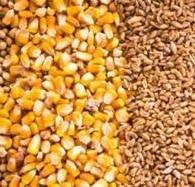 شرکت پشتیبانی امور دام خبرداد:/-اجرای طرح قیمت تضمینی جو و ذرت در سال ۱۳۹۵