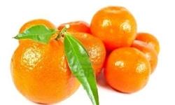 پیشنهاد واردات نارنگی به ازای صادرات سیب/جلوی واردات قاچاق میوه گرفته شود