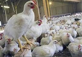 رئیس انجمن مرغ گوشتی:/-قیمت مرغ افزایش نیافته است/ مرغ کیلویی ۷۶۰۰ تومان