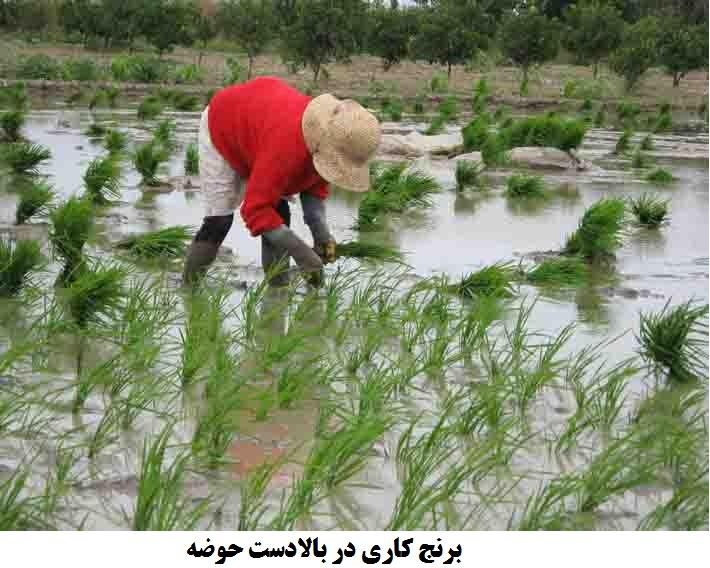 چگونه مدیریت انسانی غلط، تالاب بختگان را به کام مرگ کشاند؟