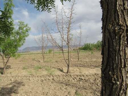 علت خشک شدن درختان عناب در شهرستان خوسف نمک زدگی ریشه گیاه است
