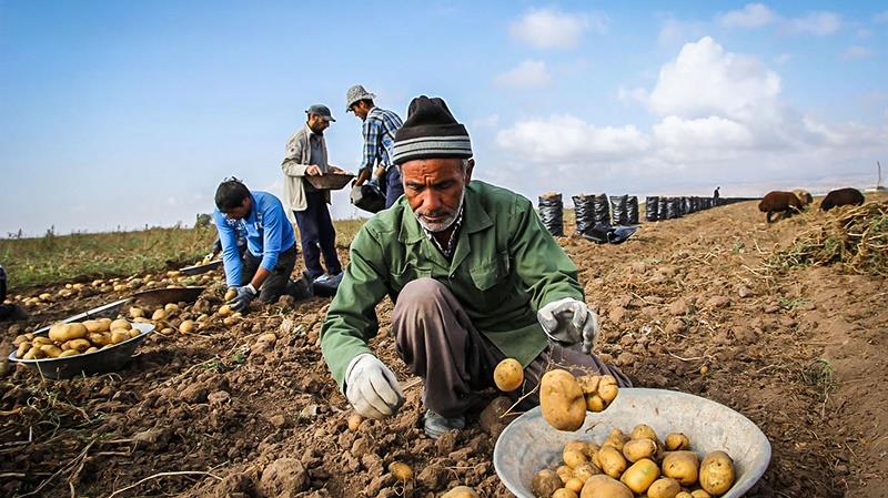 آمار سیب‌زمینی‌های دفن شده خیلی بیشتر از 1700 تن است!