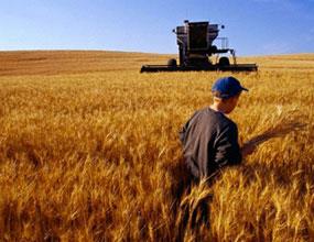 سال زراعی ۹۶-۹۵ به طور رسمی آغاز شد