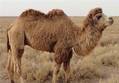 واردات شتر دوکوهانه از مغولستان برای اصلاح‌نژاد شترهای بومی