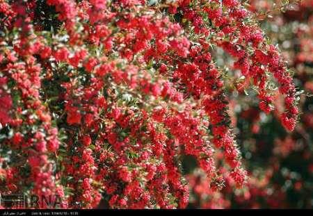 باغداران محصول زرشک را با شاخه برداشت کنند