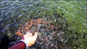 افزایش سه برابری صادرات خوراک آبزیان درچهارمحال و بختیاری