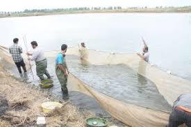 رهاسازی بچه ماهی‌های سفید در رودخانه های مازندران