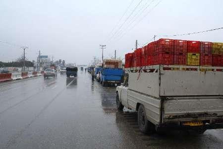 صدورحواله برای خریدهفت هزارتن از پرتقال های یخ زده باغداران مازندران