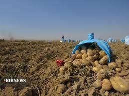 برداشت بذر سیب زمینی از زمین‌های کشاورزی شهرستان بن