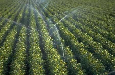 اجرای آبیاری تحت فشار در یک میلیون و 250 هزار هکتار زمین کشاورزی درکشور