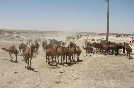 صادرات شتر زنده بجای گوشت، مطالبه  فعالان آن در سیستان و بلوچستان