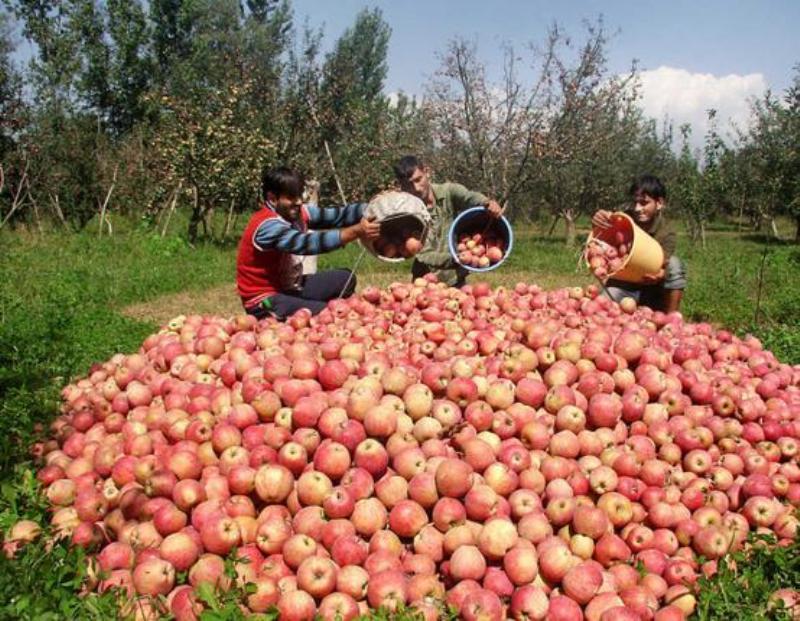 صادرات سیب با عبور از مرز 535 هزارتن،رکورد زد