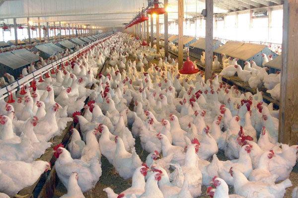 ممنوعیت عرضه مرغ بدون کدرهگیری/ مشکلات مرغی را به ۱۵۱۲ اطلاع دهید