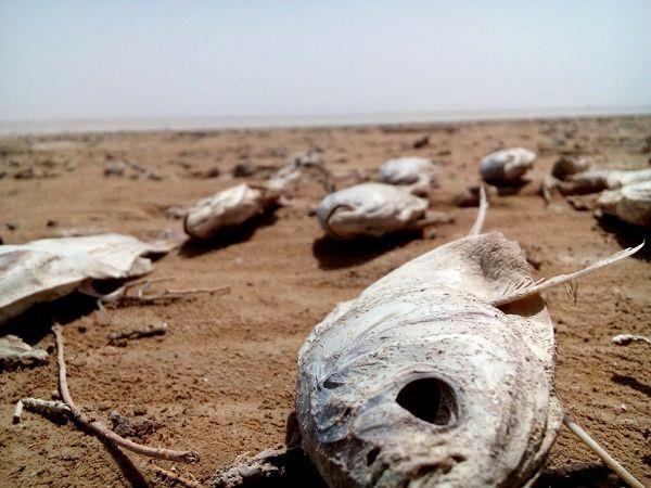 دیپلماسی مناسب و اصلاح مدیریت منابع آب؛ راه نجات هامون/ الگوی کشت در سیستان تغییر می‌کند