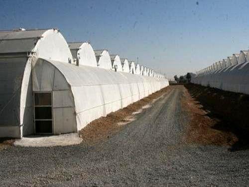 تسریع در پرداخت تسهیلات برای ترمیم گلخانه های آسیب دیده از طوفان شهریور ماه در قائم شهر