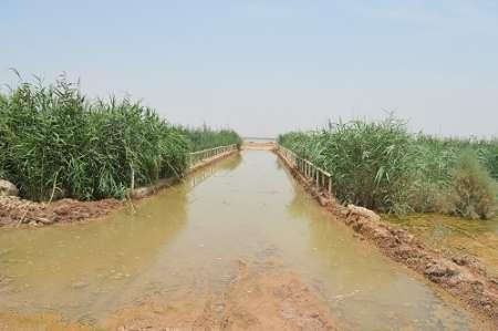 طغیان زهاب به 10 هزار هکتار از زمین های کشاورزی خوزستان خسارت زد