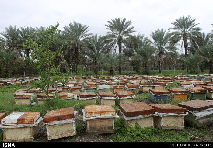 ورود 10 هزار کلنی زنبور عسل به مراتع شهرستان رودان