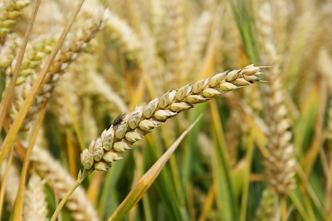 تامین ۸۰ درصد نیاز جو کشور با تولید داخل