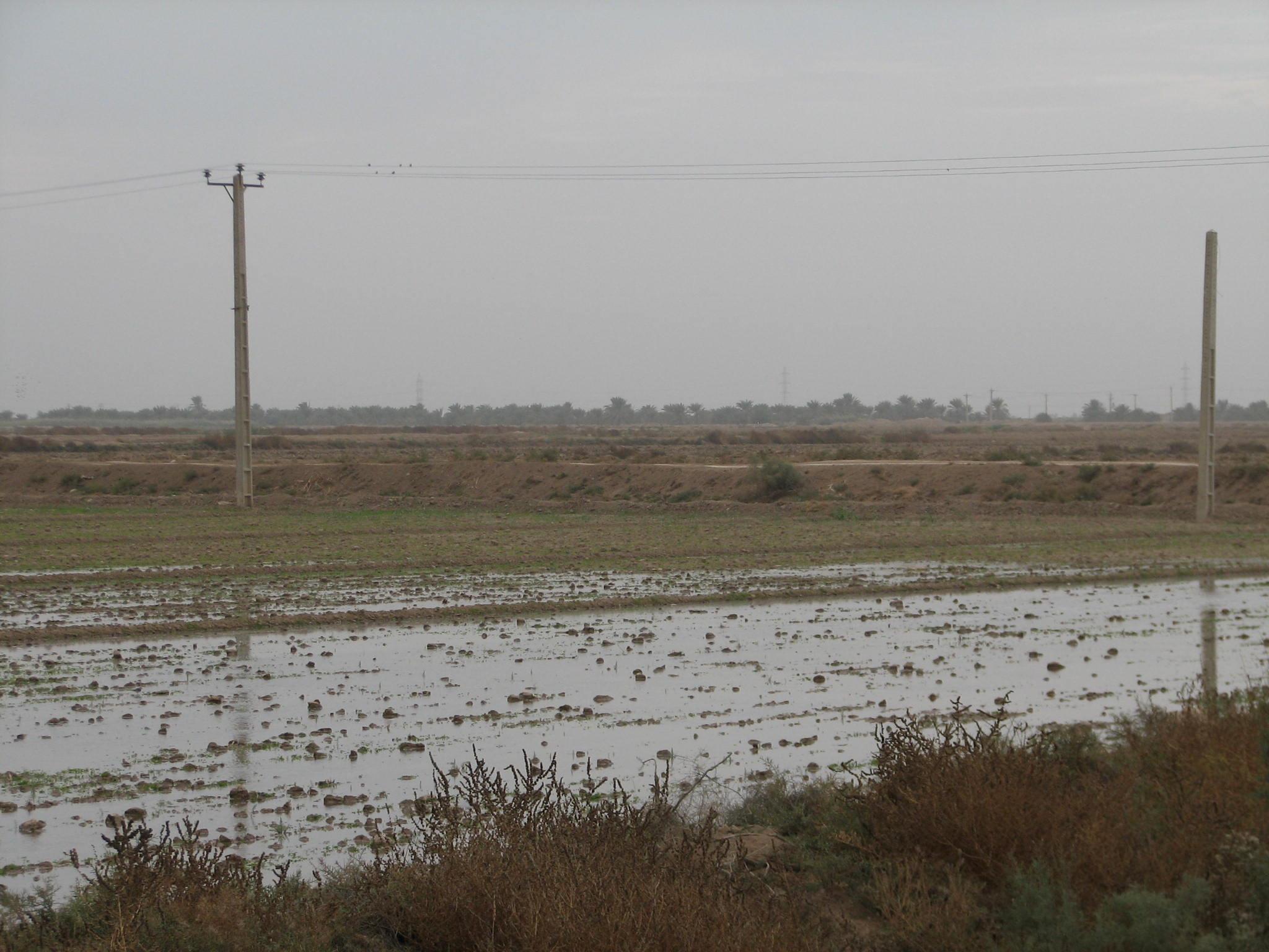کارگاه کشاورزی و دامپروری «اهواز مبداء»، نیازمند توجه مسئولین